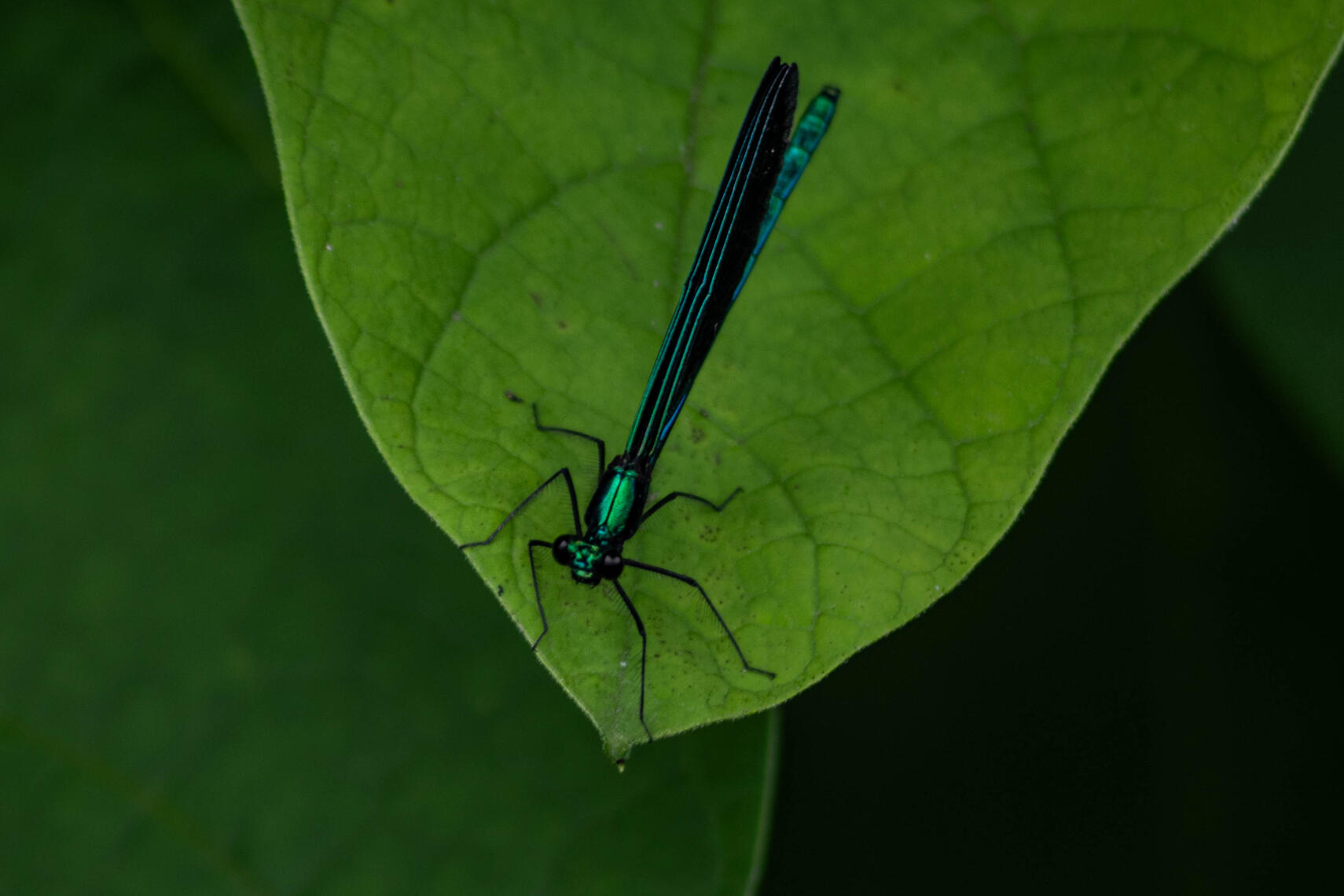 PayPal | CashApp | Venmo | © JDimages.