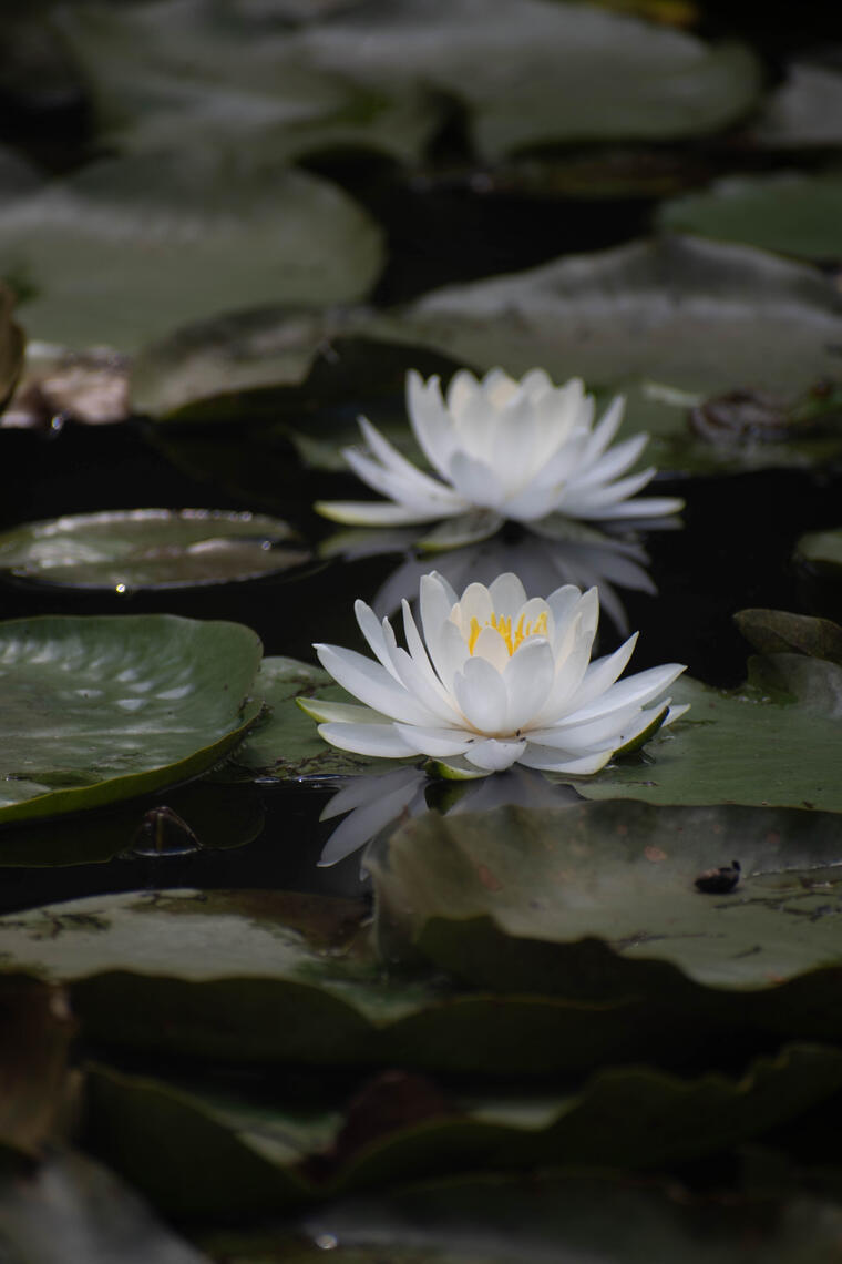 PayPal | CashApp | Venmo | © JDimages.