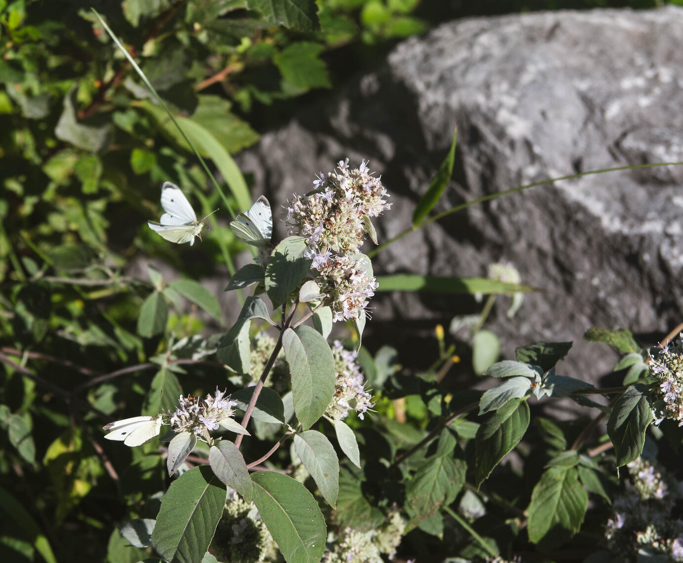 PayPal | CashApp | Venmo | © JDimages.