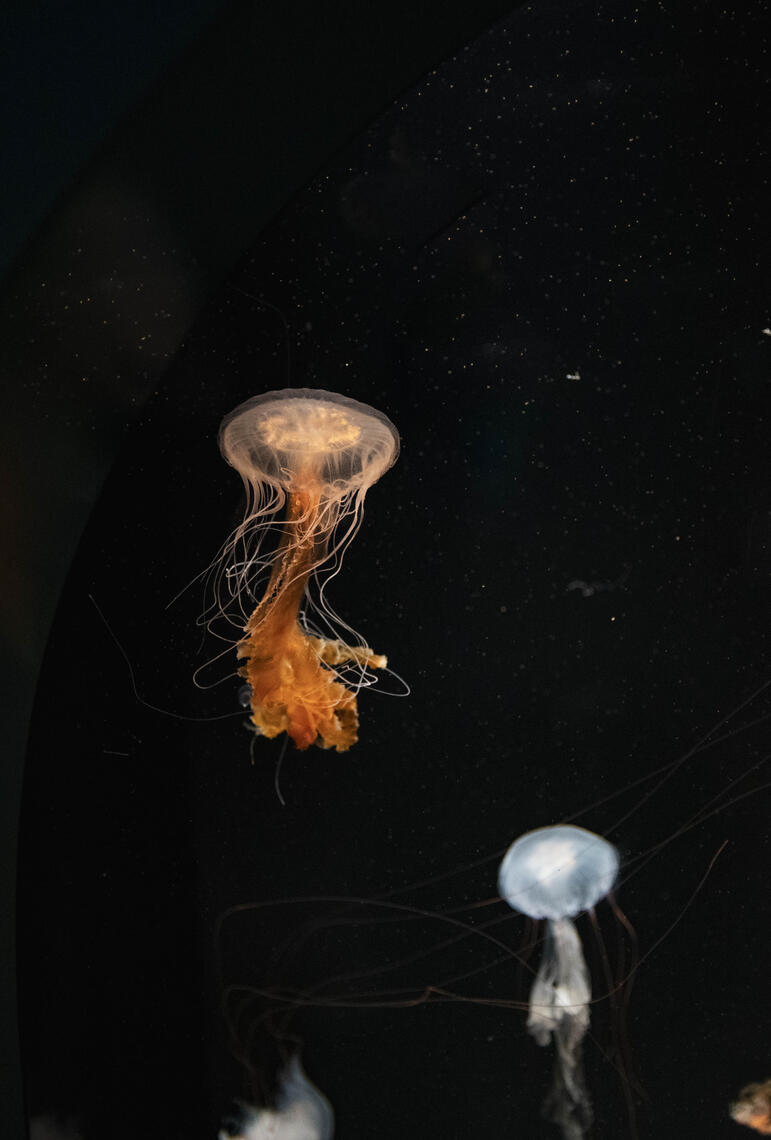 PayPal | CashApp | Venmo | © JDimages.