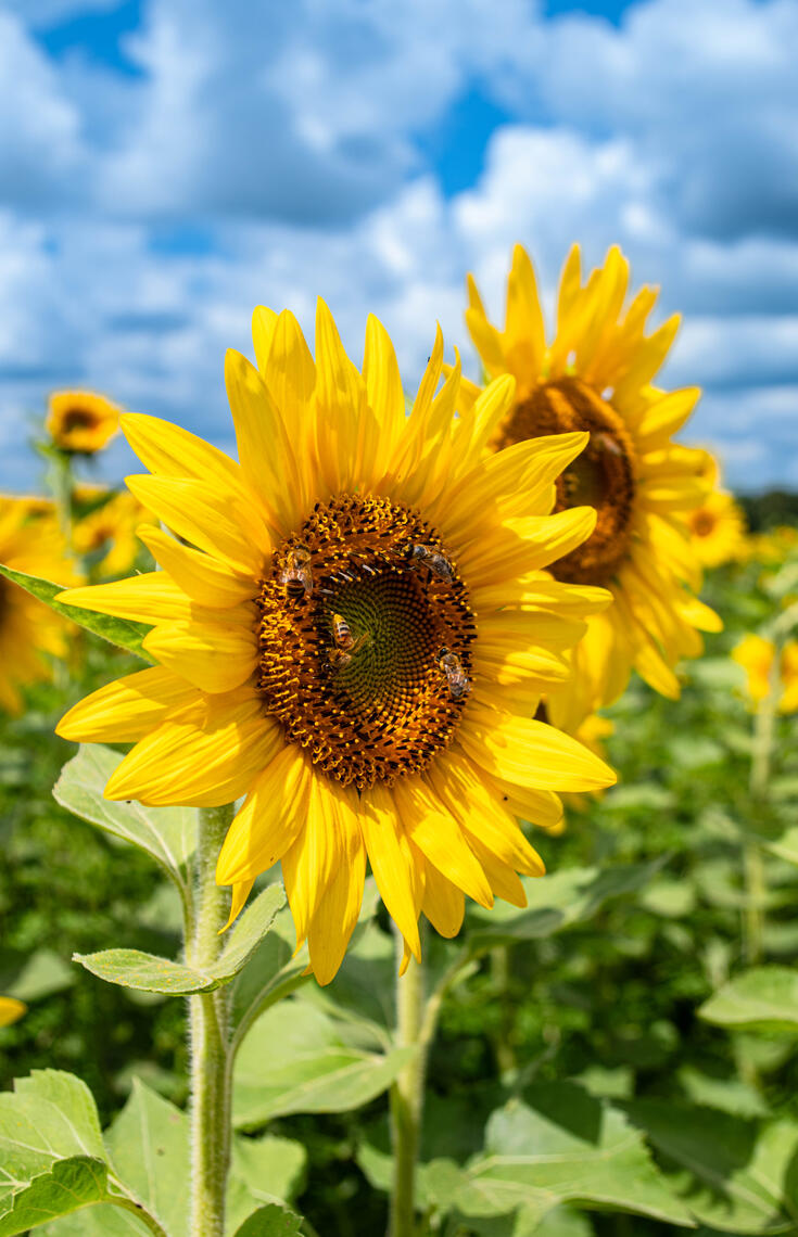 PayPal | CashApp | Venmo | © JDimages.