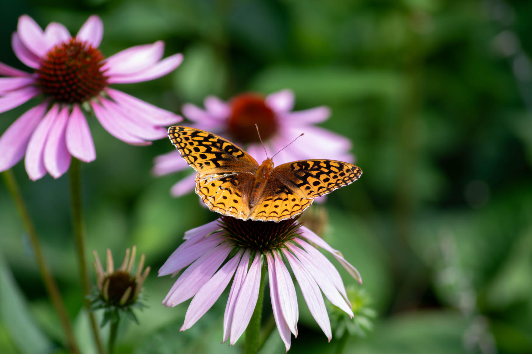 PayPal | CashApp | Venmo | © JDimages.