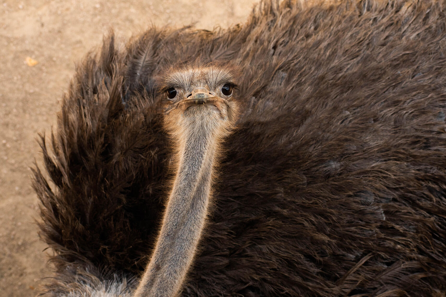 8x10 Prints Start at $15, frame and matting are extra PayPal | CashApp | Venmo