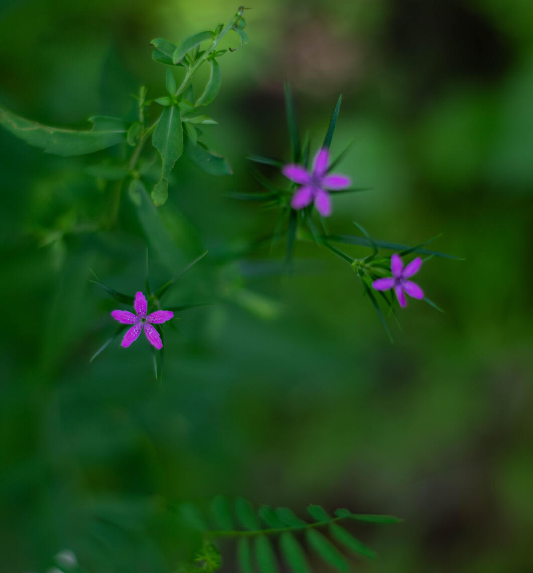 PayPal | CashApp | Venmo | © JDimages.