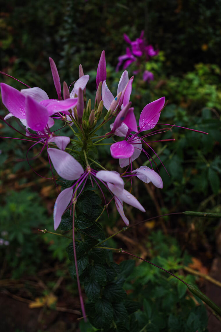 PayPal | CashApp | Venmo | © JDimages.