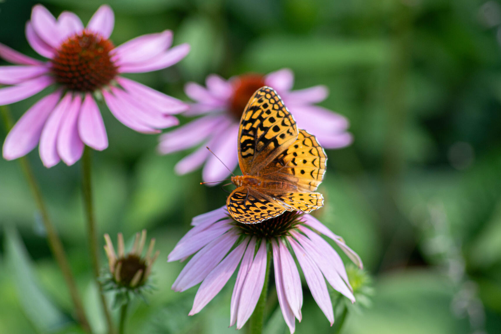 PayPal | CashApp | Venmo | © JDimages.