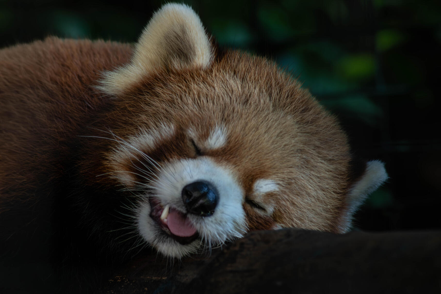 PayPal | CashApp | Venmo | © JDimages.