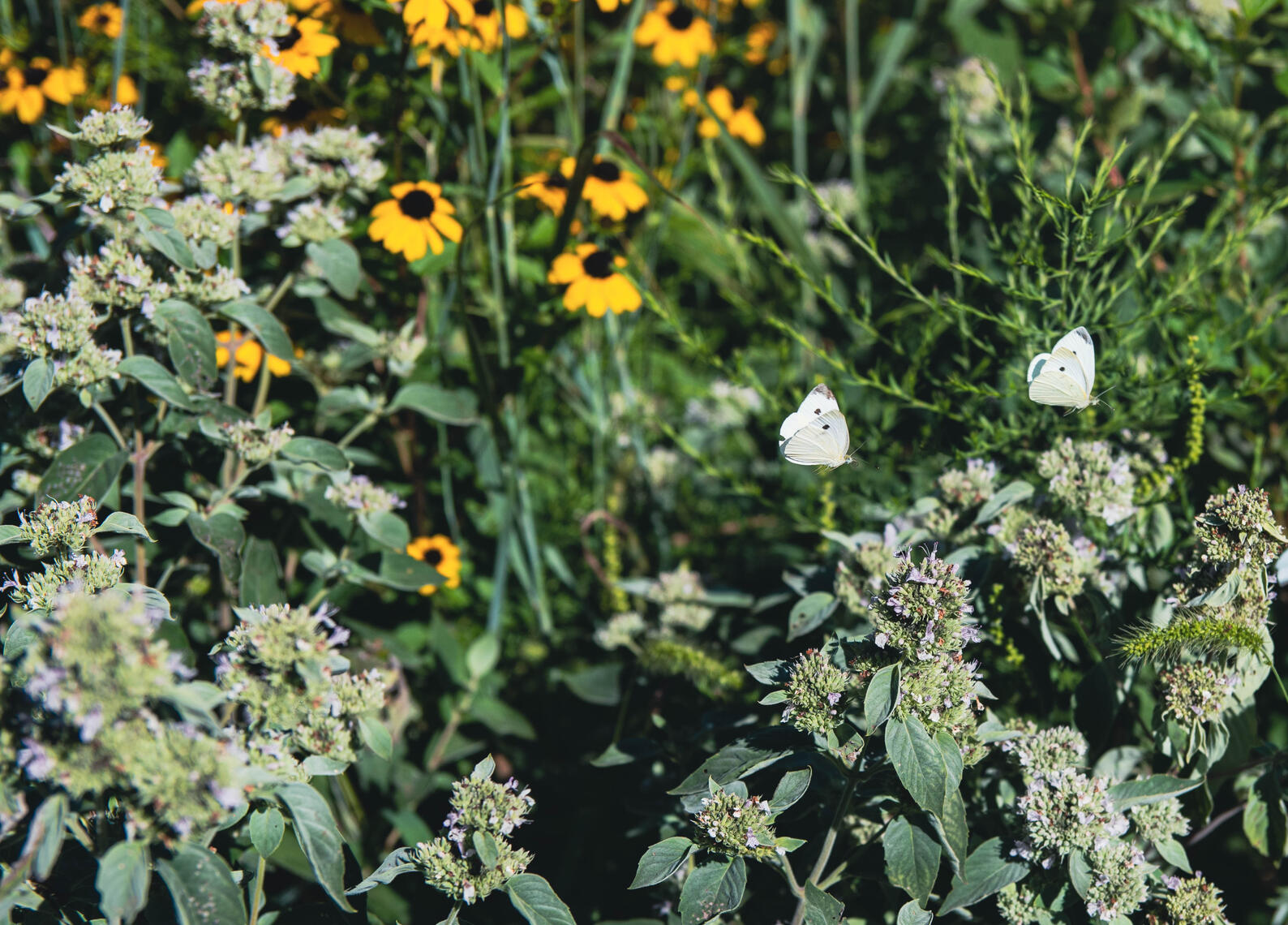 PayPal | CashApp | Venmo | © JDimages.