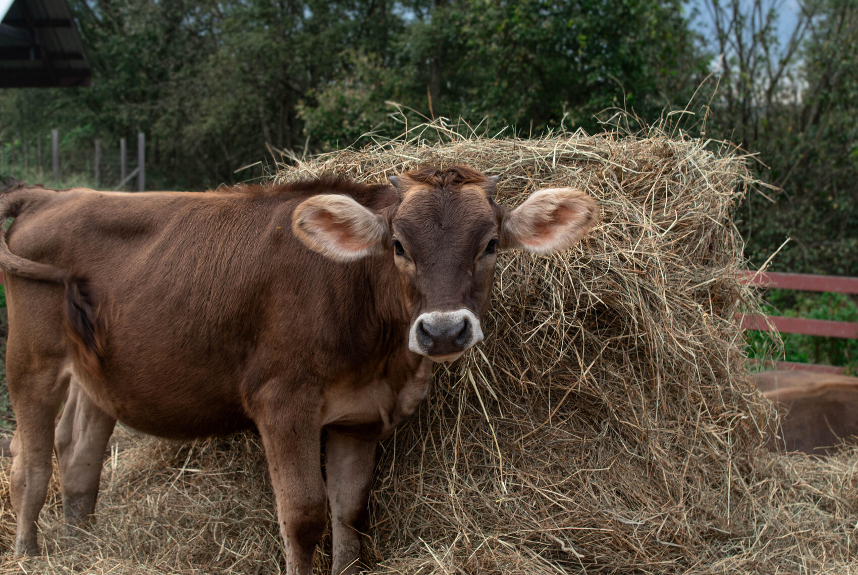 PayPal | CashApp | Venmo | © JDimages.