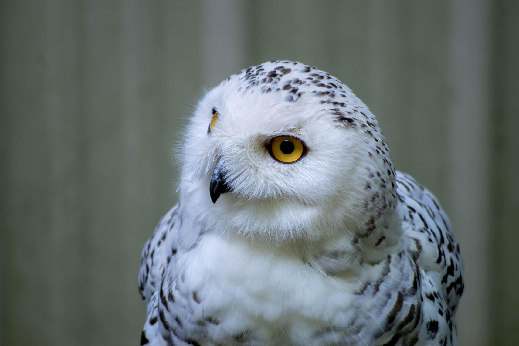 PayPal | CashApp | Venmo | © JDimages.