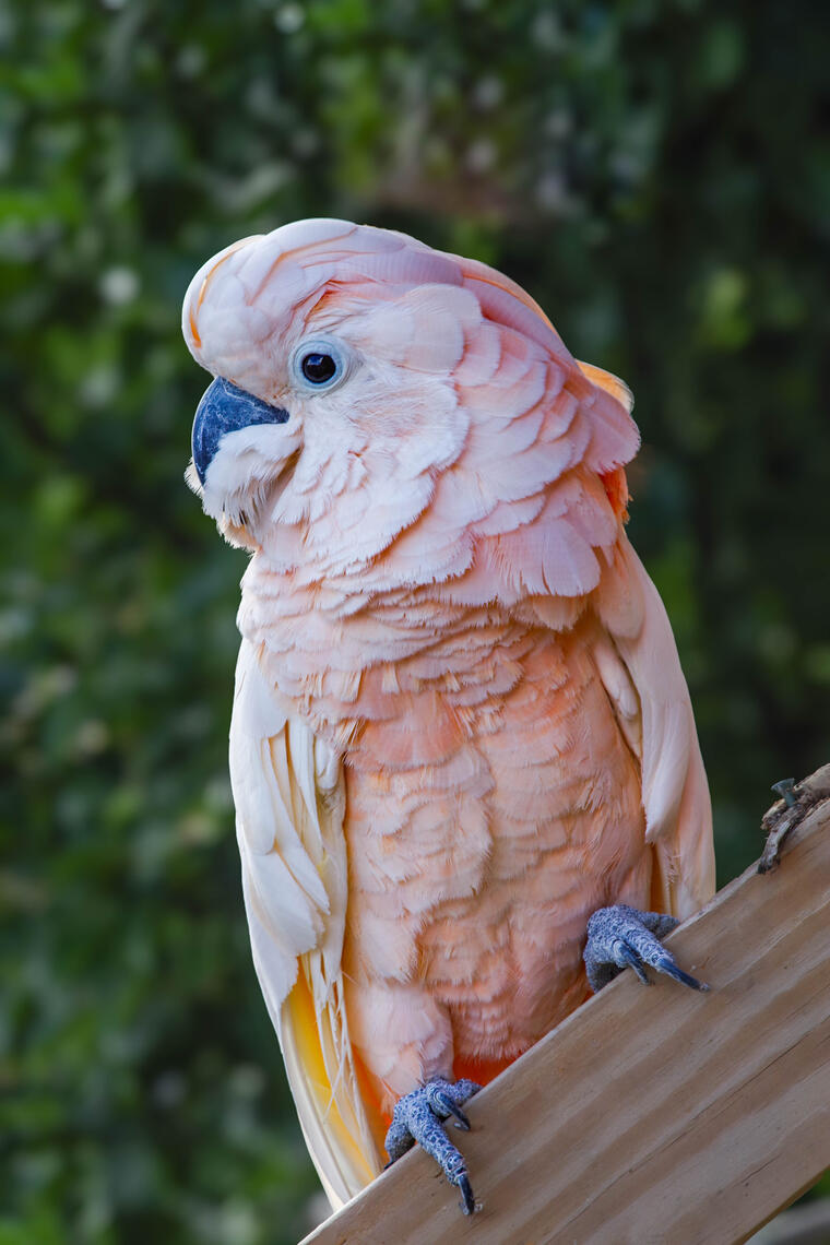 PayPal | CashApp | Venmo | © JDimages.