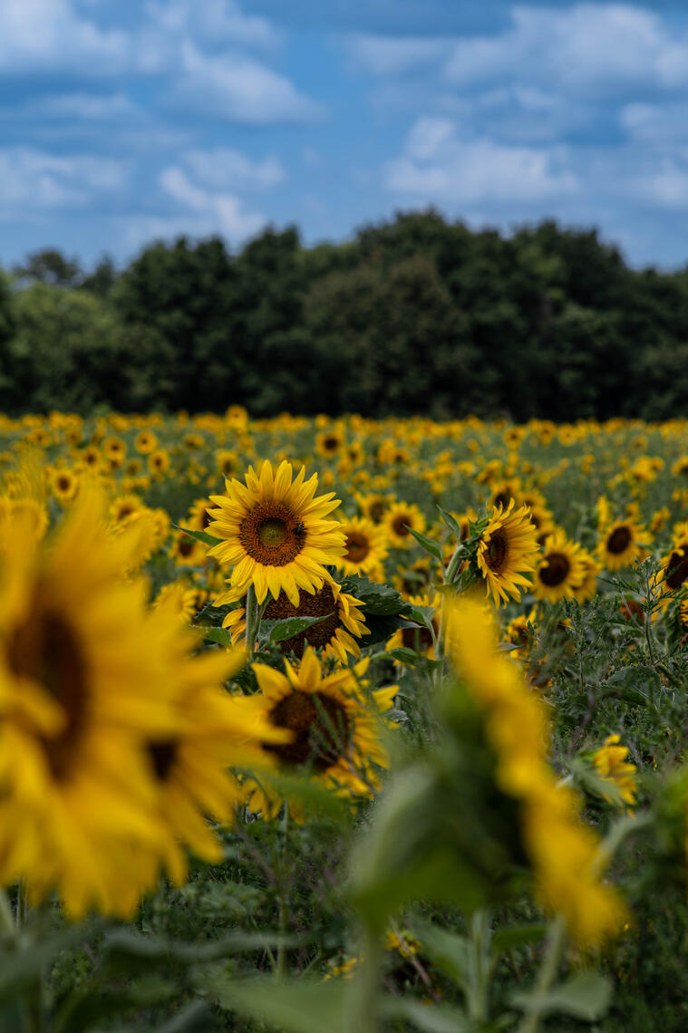 PayPal | CashApp | Venmo | © JDimages.