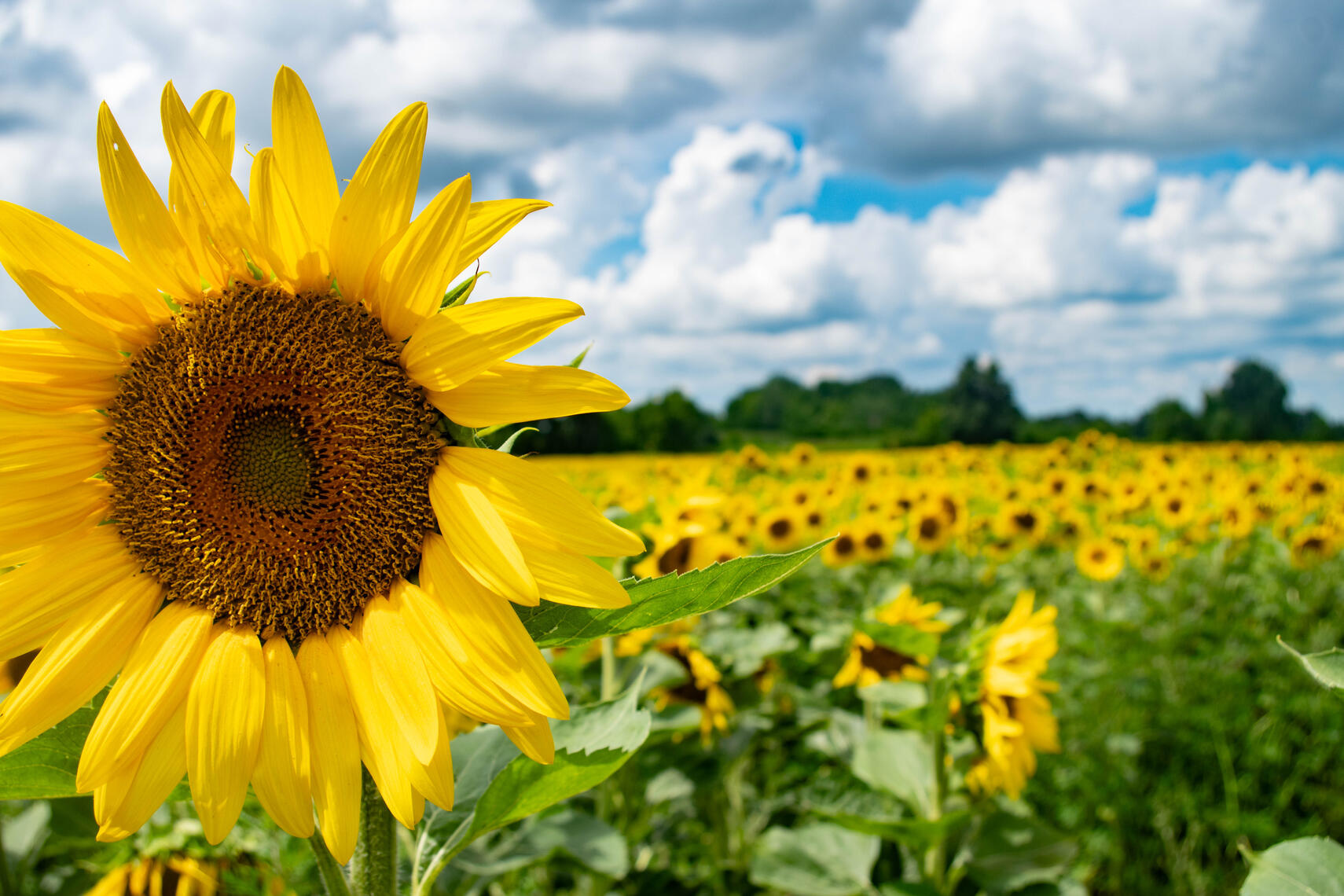 PayPal | CashApp | Venmo | © JDimages.