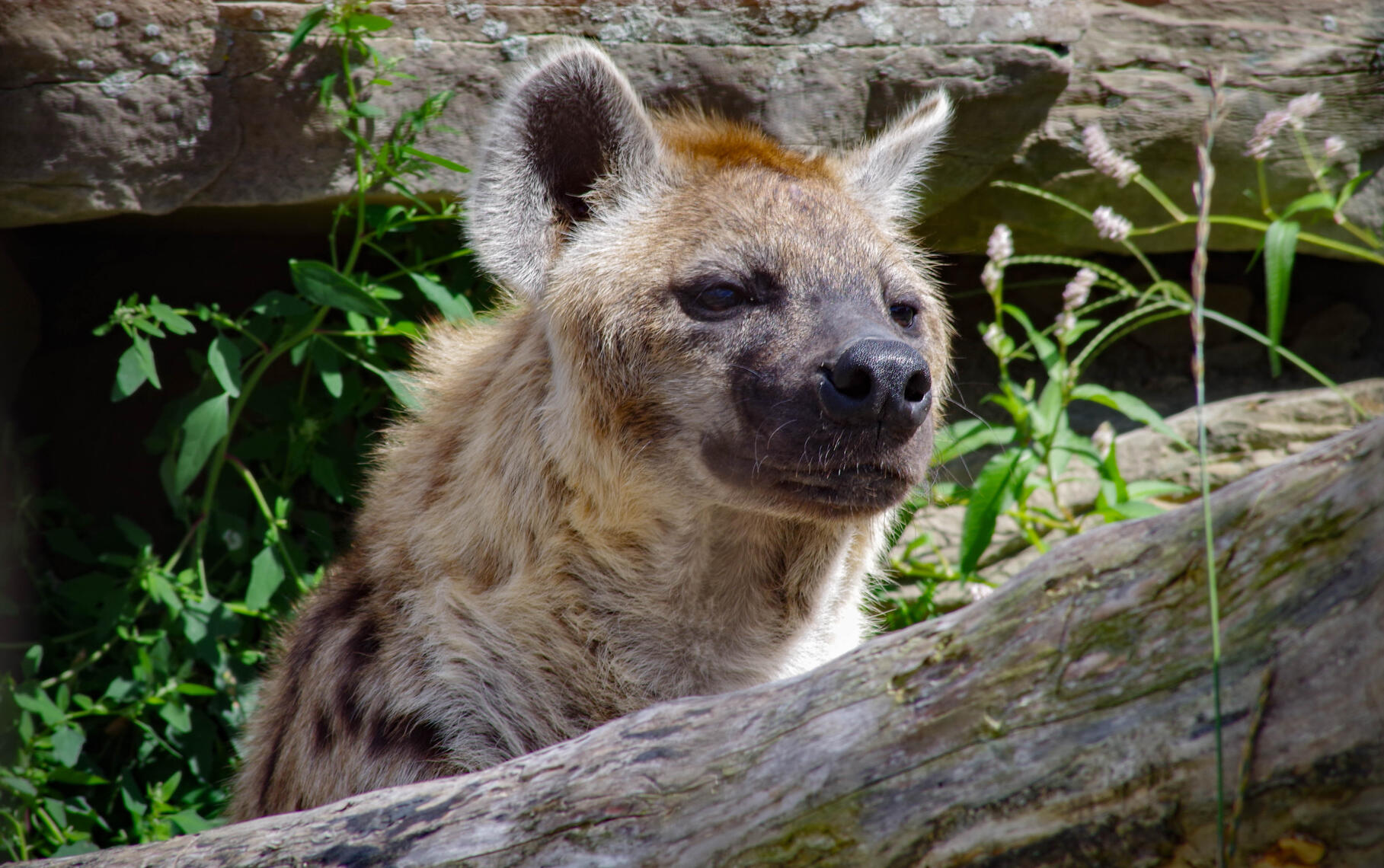 PayPal | CashApp | Venmo | © JDimages.