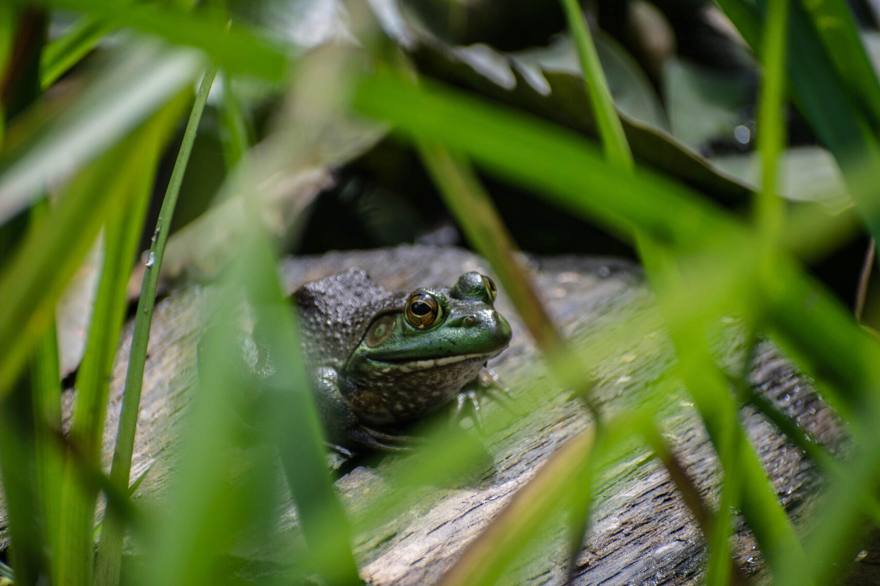 PayPal | CashApp | Venmo | © JDimages.