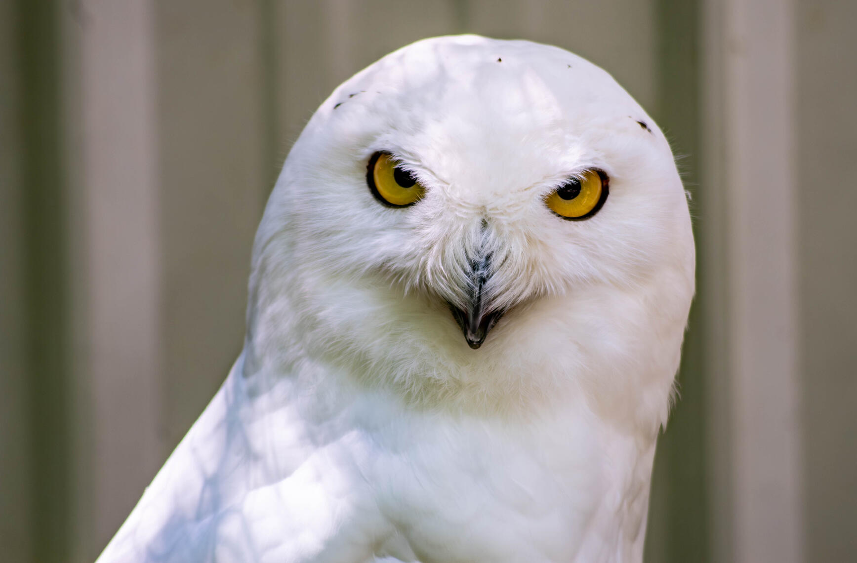 PayPal | CashApp | Venmo | © JDimages.